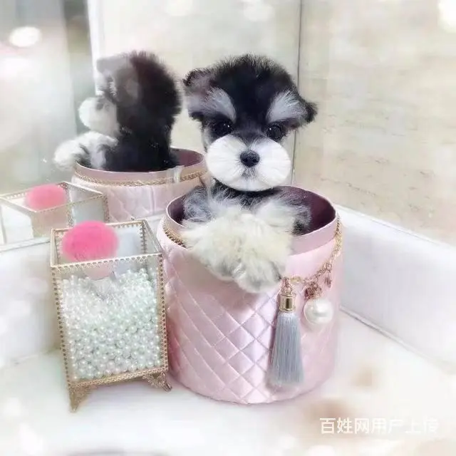 出售雪纳瑞幼犬 品质好有保障 优秀的售后 - 图片 2