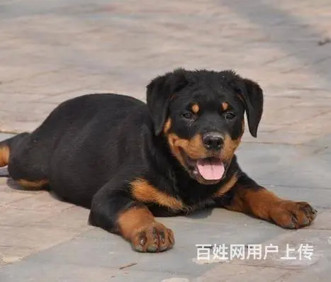 纯种罗威纳幼犬出售 大头肉嘴罗威纳 罗威纳价格 - 图片 4