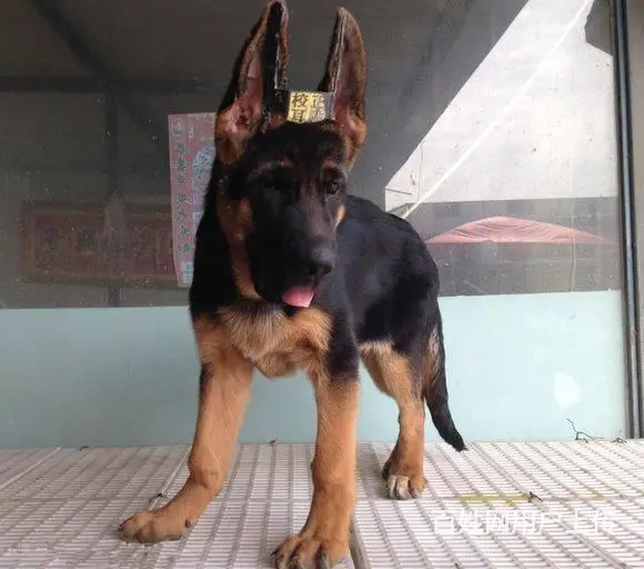 出售德国牧羊犬 德牧幼犬锤系德牧多少钱一只 - 图片 3