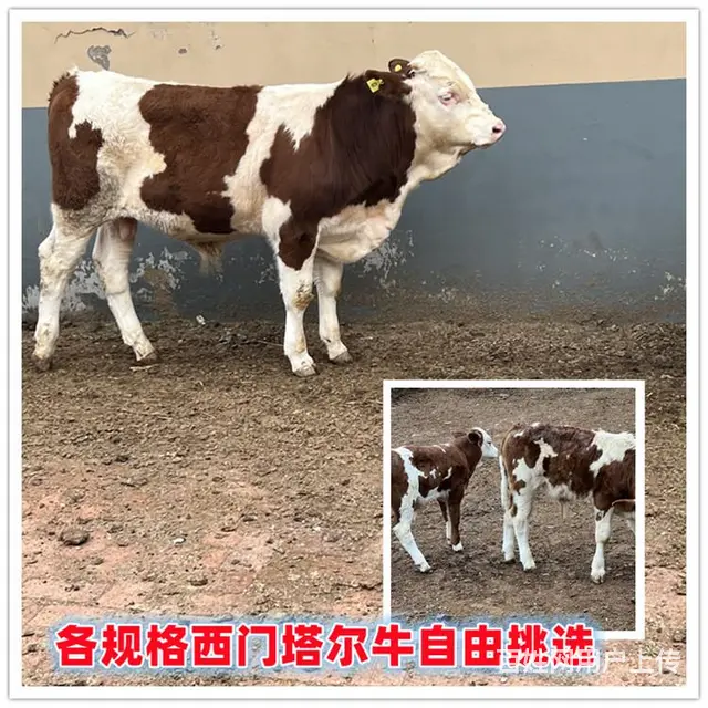 400斤 西门塔尔牛犊 出售 - 图片 1