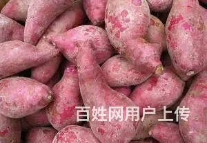 宏鸿食材配送-紫薯 - 图片 4