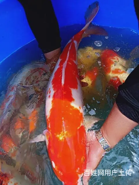 苏州出售锦鲤鱼过滤器材过滤设备 - 图片 8