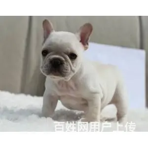 奶油法国斗牛犬价格 哪里有卖法国斗牛犬 - 图片 2