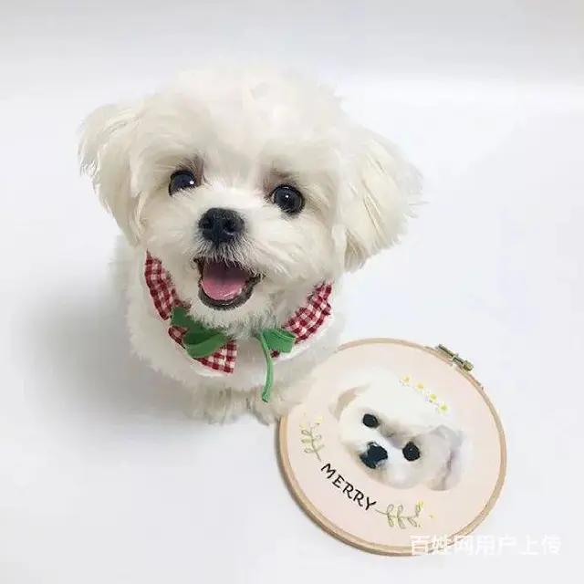 广州马尔济斯犬一只多少钱 实体犬舍 自家繁殖保健康 - 图片 4
