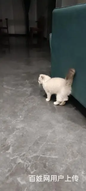 小猫 - 图片