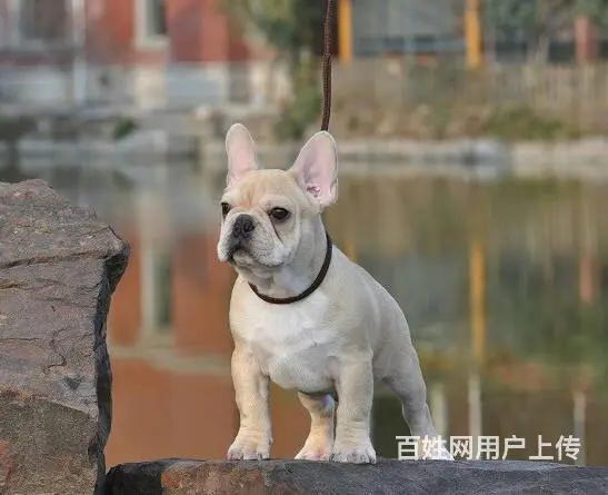 纯种法国斗牛幼犬 黑色白色精品奶油色 赛级血统 品 - 图片 7