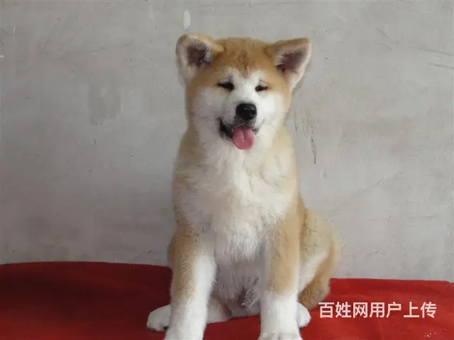 售日系秋田犬 忠犬日本秋田骨架大多只待选 - 图片 3