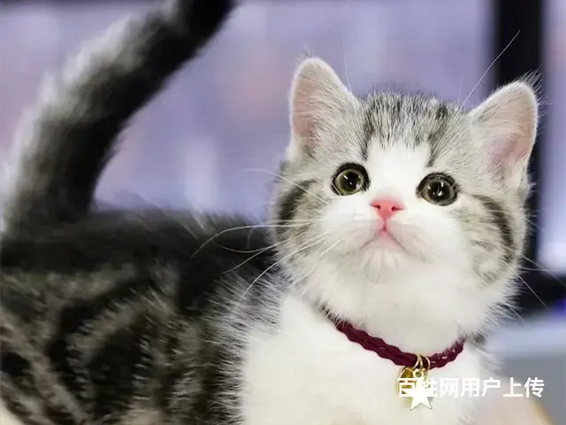 常州猫舍美短猫多少钱一只哪里有本地买CFA认证猫舍 - 图片 6
