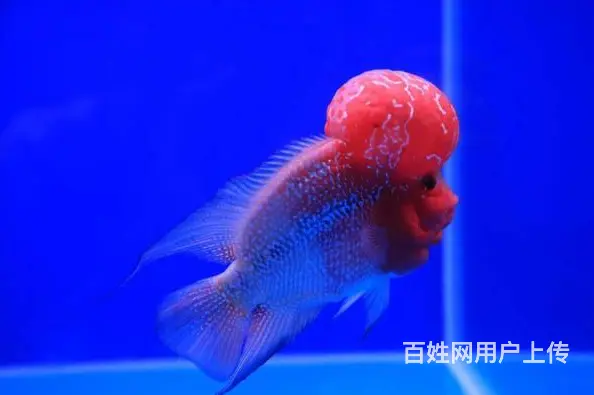 厦门出售泰国进口精品罗汉鱼一手货源，送货上门 - 图片 3