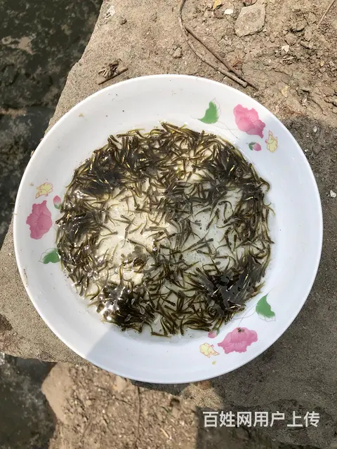 青鱼苗 - 图片 5