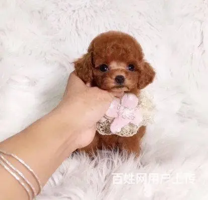 精品泰迪犬 保健康CKU认证品质绝对保障 - 图片 4