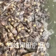 鲈鱼黄骨黄颡泥鳅黑鱼翘嘴白鱼桂鱼鸭嘴鱼叉尾鮰鱼苗 - 图片 9