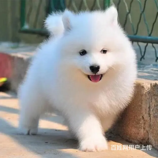 【CKU犬舍】昆明靠谱萨摩耶犬舍  微笑天使 - 图片 1