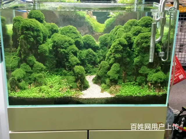 专业清理公司，家庭，大型鱼缸。各类观赏鱼 - 图片 9