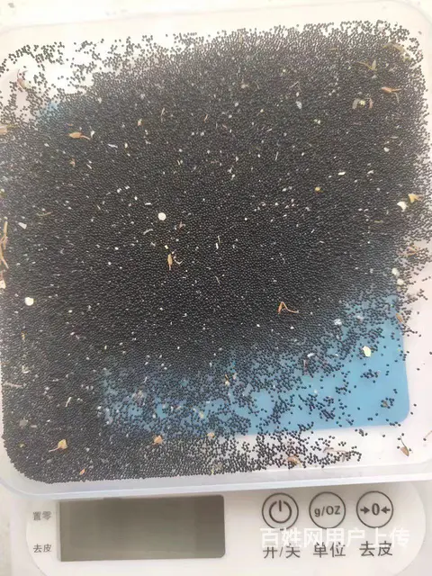 蝙蝠和虫卵 - 图片 1