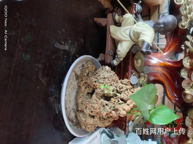 自己家养的花 - 图片 9