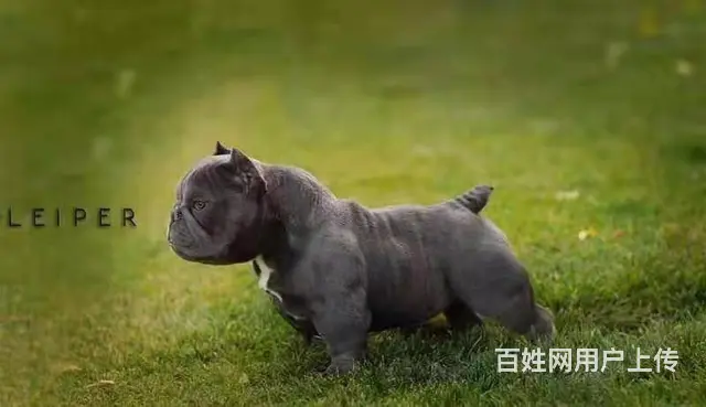 辽阳恶霸犬哪里有卖 恶霸犬舍在哪里 - 图片 2