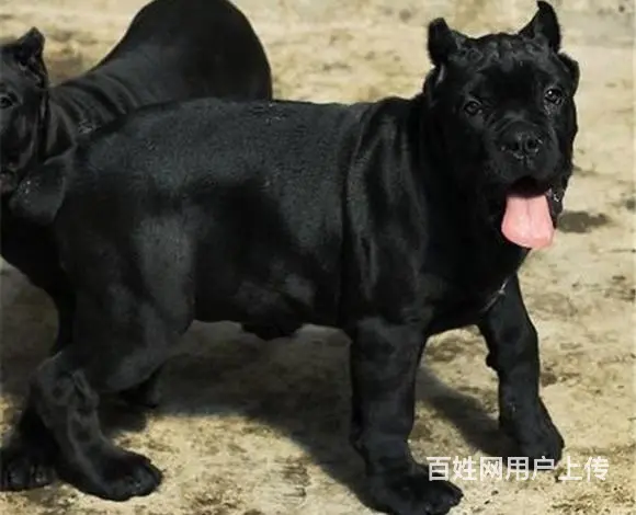 辽阳卖卡斯罗的犬舍，犬舍卡斯罗一般价位 - 图片 9