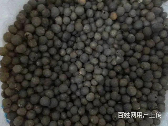 广西茶籽，六堡茶叶种籽，云南茶种，大叶茶种籽 - 图片 5