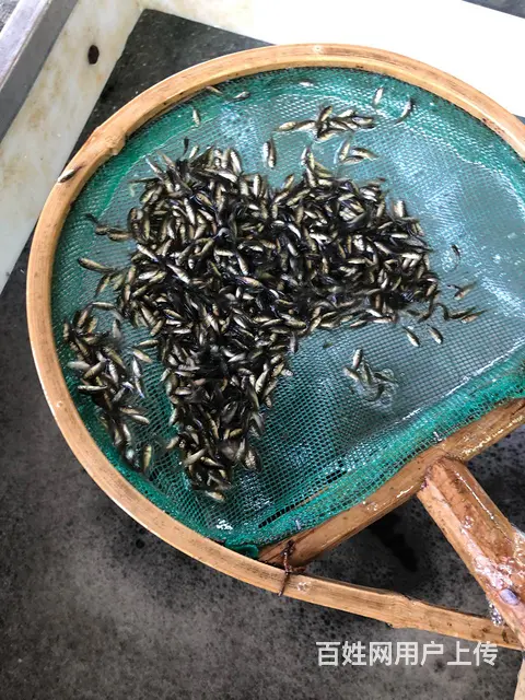 常州 青鱼乌子夏花鱼苗 - 图片 5