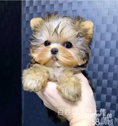 六安【十年老店】常年繁殖优质血统约克夏幼犬 - 图片 1