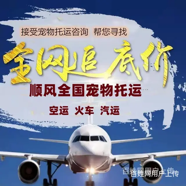 2022金昌（猫狗）快递托运（宠物活体运输新*闻） - 图片 6