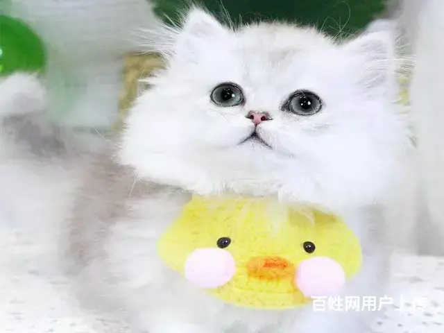 常州猫舍金吉拉多少钱一只哪里有本地买保纯种健康 - 图片 1
