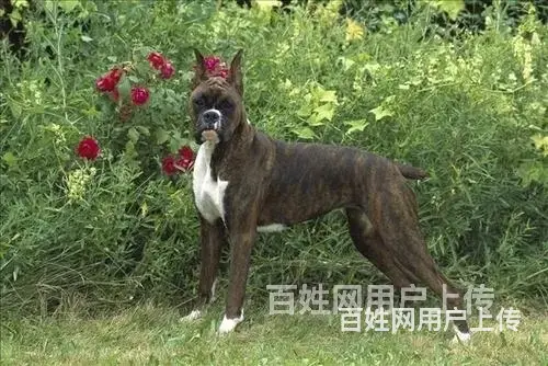 【货到付款】抚顺拳师多少钱 拳师有多重 - 图片 1