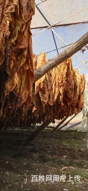 正宗东北关东烟哪里有卖的？无香料有串味的旱烟 - 图片 9