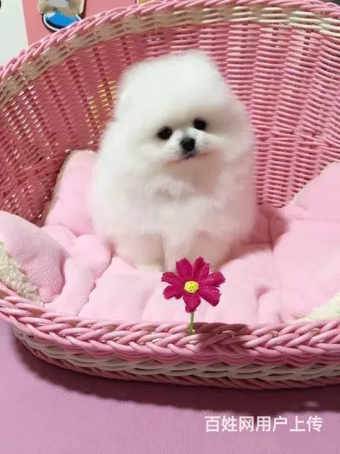 纯血统 博美幼犬 3月包退换 3年保品质 签订 - 图片 8