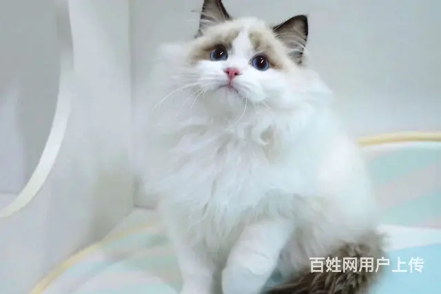 哪里有卖海双布偶猫的 布偶猫掉毛吗 温顺黏人哦 - 图片 3