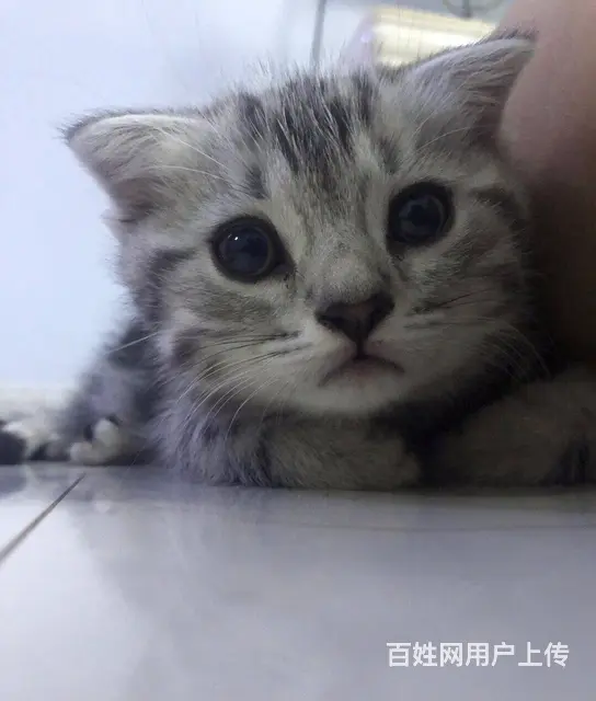 白城出售纯种美短猫 包健康 无病无癣 活泼可爱 - 图片 10