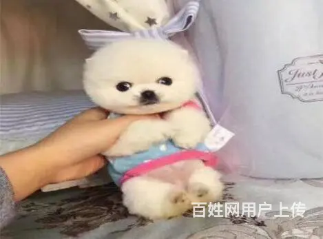 宜春出售家养博美 保纯种健康 茶杯犬博美 疫苗齐全 - 图片 9