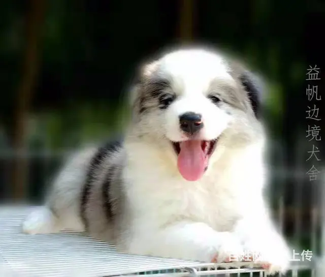 宿迁正规犬舍，益帆边境牧羊犬犬舍 - 图片 9
