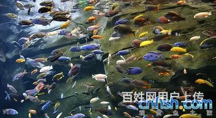 鱼阿姨护理鱼缸 - 图片 1