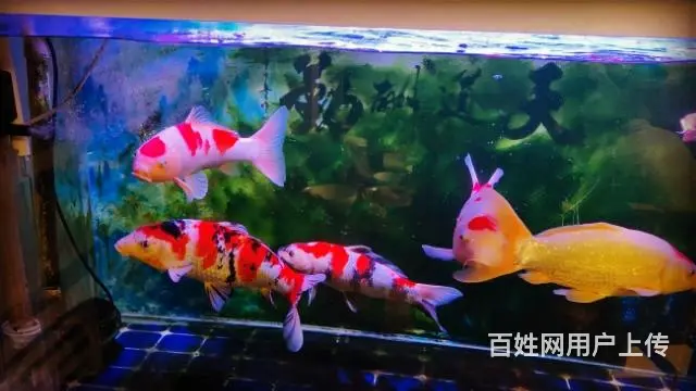 【搞定了！】精品锦鲤 - 图片 2