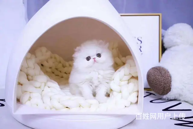 哪里有波斯猫卖的 波斯猫猫价格 波斯猫寿命 - 图片 4