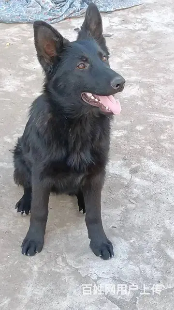 纯种东德牧羊犬 - 图片