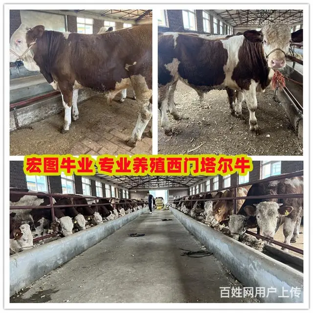 五百多斤 西门塔尔母牛苗 的价格 - 图片 1