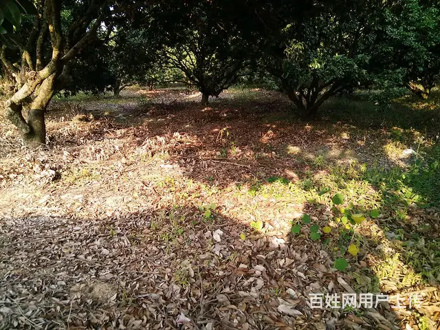 从化区城郊街旅游区附近3亩果园平地庄园整体转让 - 图片 7