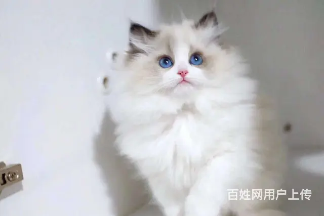 哪里有卖海双布偶猫的 布偶猫掉毛吗 温顺黏人哦 - 图片 1