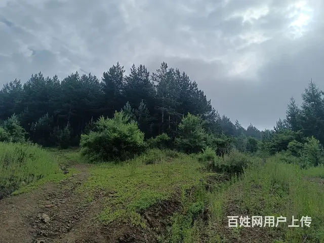 非诚勿扰 - 图片