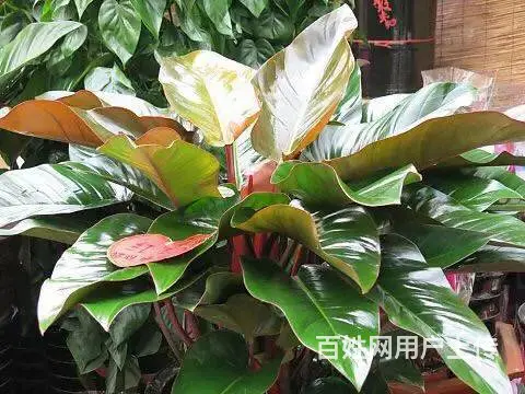花卉苗木 - 图片 9
