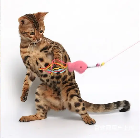 哪里有孟加拉豹猫卖 多少钱价位一只 性格好吗 - 图片 6