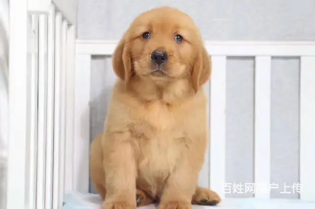 纯种金毛出售 疫苗驱虫齐全带证书 品质健康有保障僭 - 图片 4