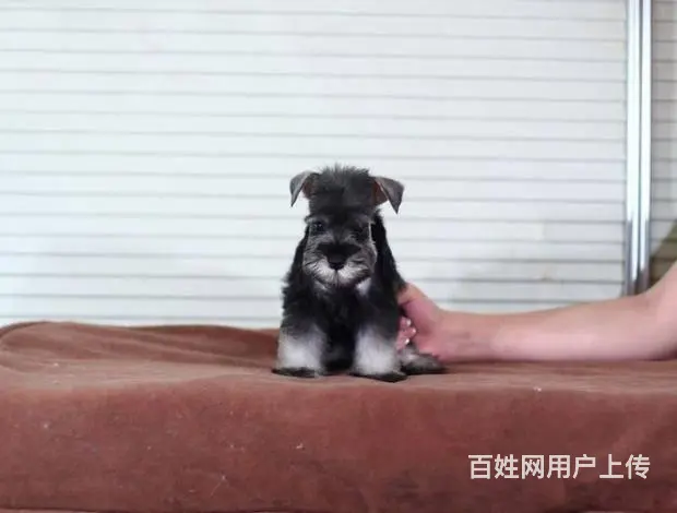 广州哪里买狗有保障 迷你雪纳瑞幼犬 多窝挑选保健康 - 图片 3