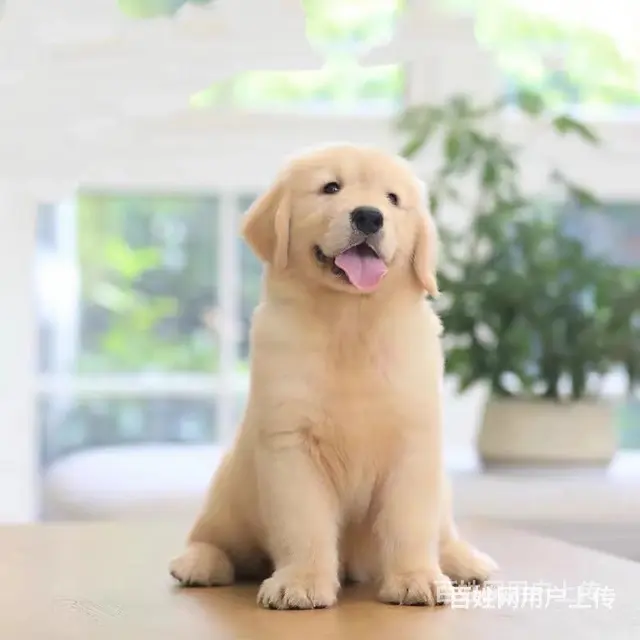 [货到付款犬舍]天门有金犬卖吗 金毛犬多少图 - 图片 4