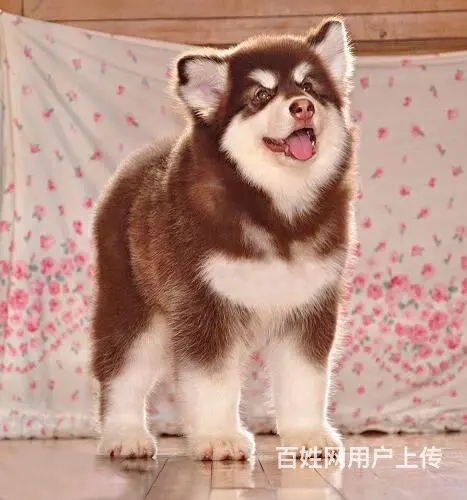 纯种阿拉斯加幼犬，品相好购买有保障 - 图片 2