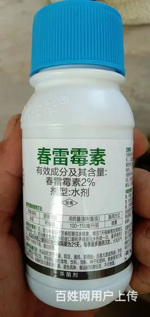春雷霉素作用机理2%春雷霉素水剂防治多种病害 - 图片 7