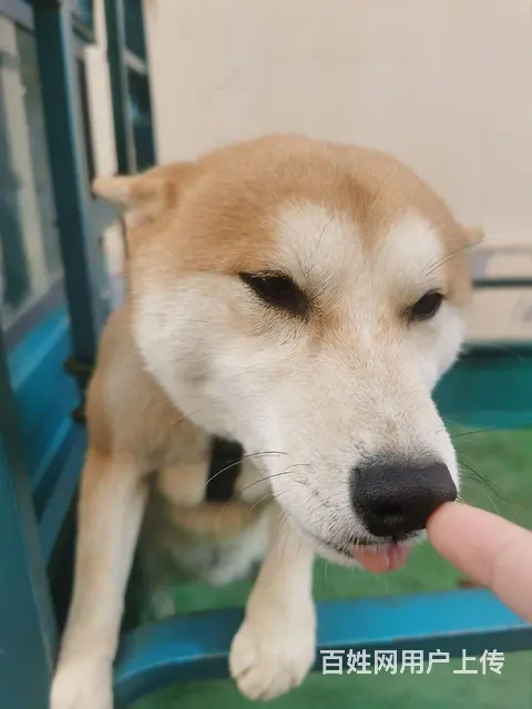 自家柴犬出售 - 图片 2